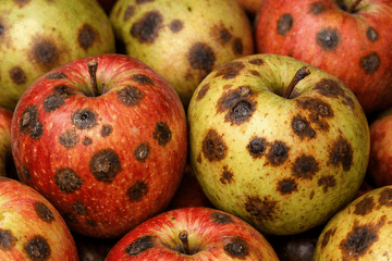 Tâches brunes sur les pommes