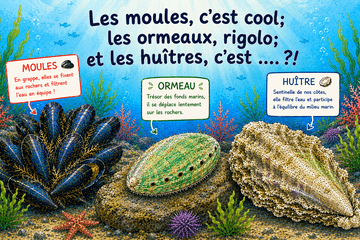Dans un fond marin, à gauche un groupe de moules, au centre un ormeau et à droite une huitre. Chacun surmonté d'un panneau donnant des informations avec le titre de l'activité au dessus dans l'eau