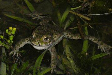 Individu de Crapaud vert mâle dans une mare