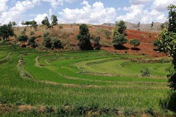 Rizière à Madagascar