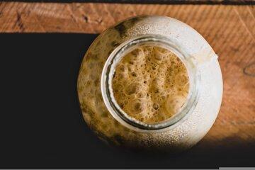 fermentation