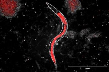 C elegans