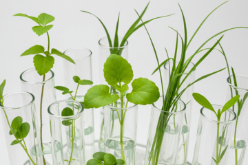 Culture in vitro