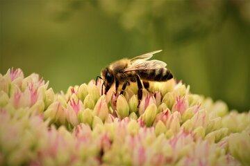 Abeille
