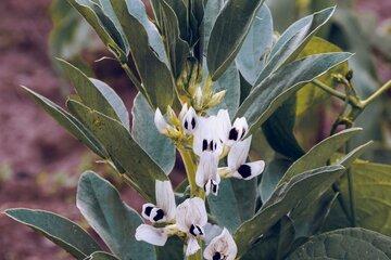 Plant de légumineuse