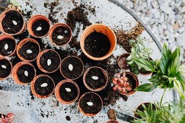 Pots avec graines