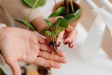 Plantule