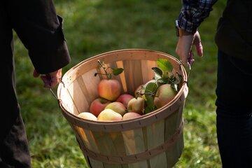 Pommes vertes et rouges dans un seau en bois