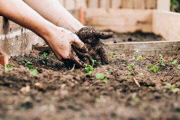 Deux mains plantent des semis dans le sol du jardin