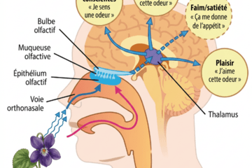 Schéma d'une tête de profil montrant le trajet des odeurs depuis une fleur de violette jusqu'aux zones cérébrales de la perception olfactive.