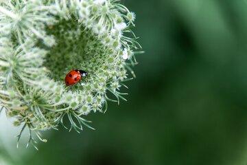 Fleur insecte