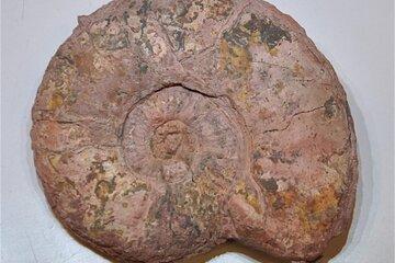 ammonite du Toarcien : Carrière de Belmont