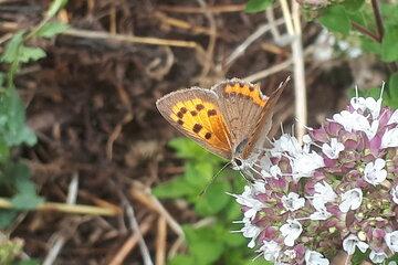 Cuivré commun (Lycaena phlaeas) à La Pépiterre le 01/07/26