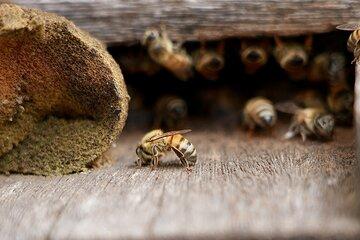 Abeilles Apis Mellifera au Grand Port Maritime de Guyane
