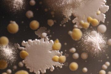 Microorganismes