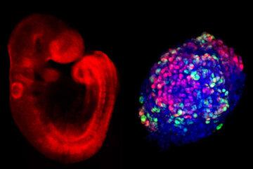 Les cellules en constant changement avec ici un marquage fluorescent