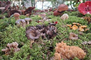 Champignons