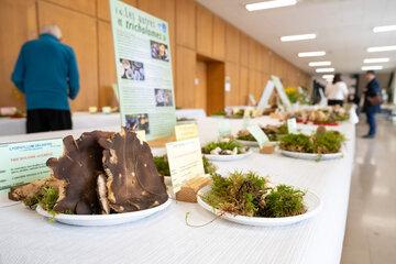 Exposition de champignons
