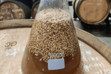 Fermentation en cours