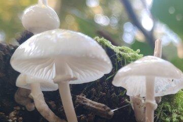 Oudemansiella mucida - Mucidula mucida