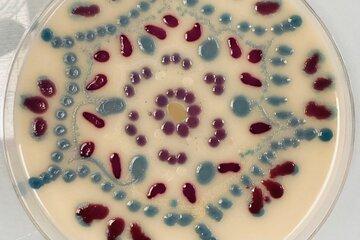 Photos de peinture sur agar avec des bactéries produisant différents pigments