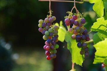 Grappe de raisins 