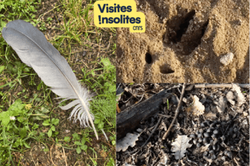 Traces biodiversite
