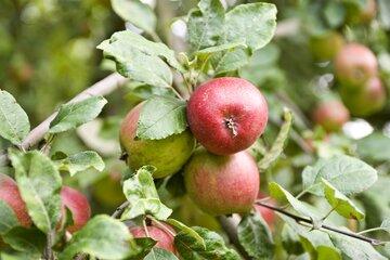 Pommier
