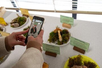 Exposition de champignons