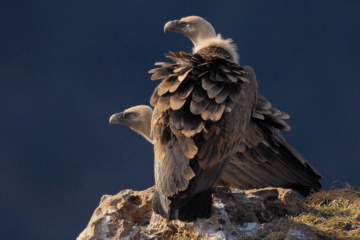 Deux vautours fauves sur un rocher