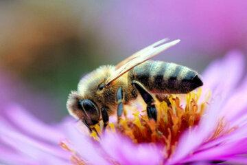 abeille-sur-une-fleur