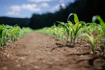 Jeunes plants dans un champ