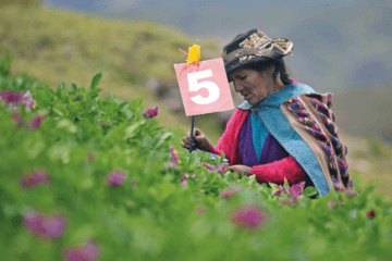 Agricultures familiales