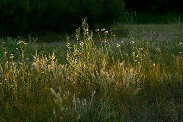 herbes folles