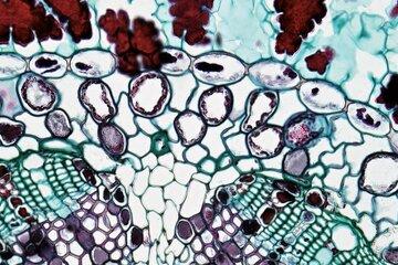 Cellules de plantes