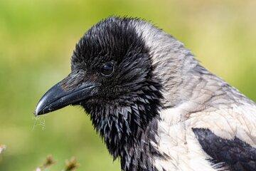 Tête oiseau