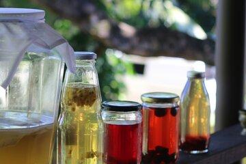 Kombucha