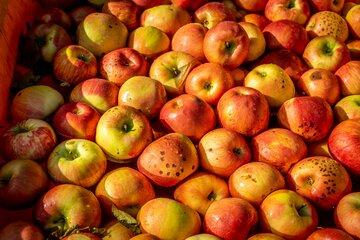 Pommes flottant dans un bac après la cueillette