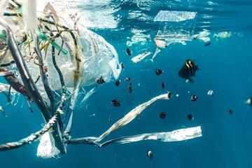 Image d'illustration pour l'atelier de Surfrider X MACIF