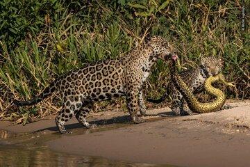 jaguar et son petit mangeant un serpent