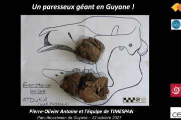 Les éléments fossiles de la mâchoire du paresseux géant retrouvé replacés sur une reconstitution du crâne complet.