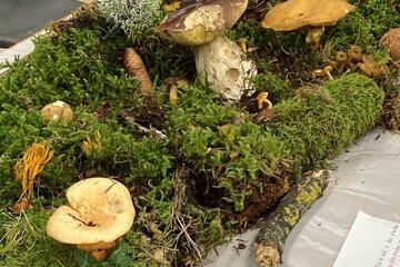 Champignons