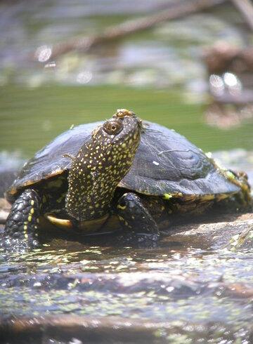 tortue Cistude d'europe