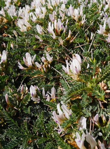 Astragale de Marseille Astragalus tragacantha Astragale de Marseille Astragalus tragacantha
