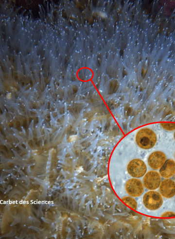 L'endosymbiose chez les coraux durs 