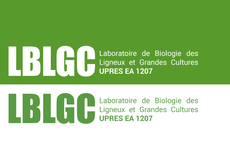 LBLGC