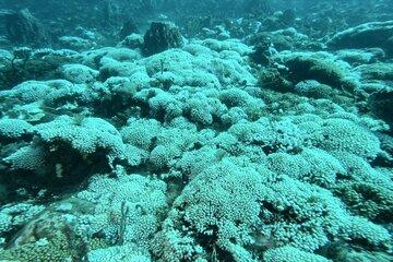 Corail digité blanchi